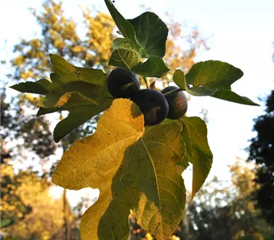 Ficus carica 'Brown Turkey'