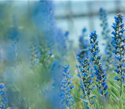 Echium vulgare