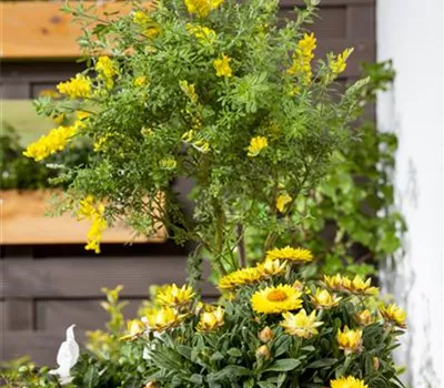 Cytisus nigricans 'Cyni'