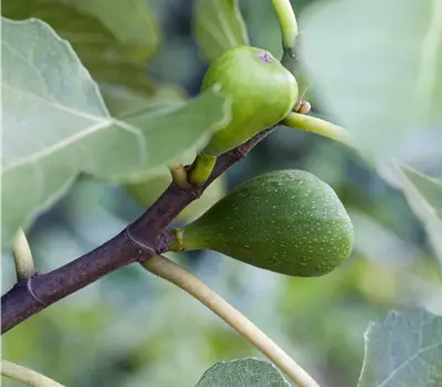 Ficus carica 'Dalmatie'