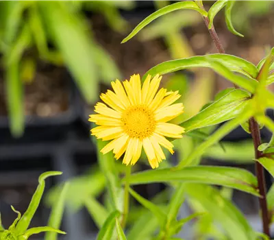 Buphthalmum salicifolium