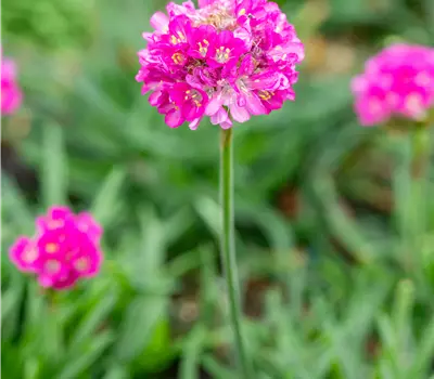 Armeria maritima 'Düsseldorfer Stolz'