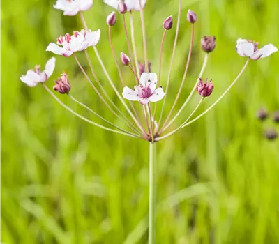 Butomus umbellatus
