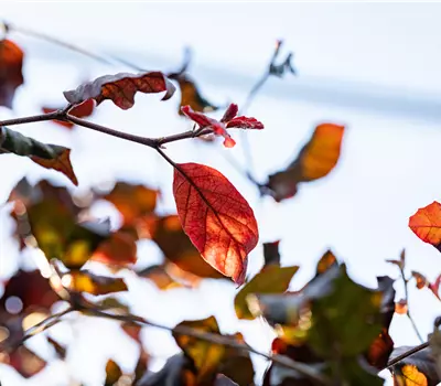 Fagus sylvatica 'Atropunicea'
