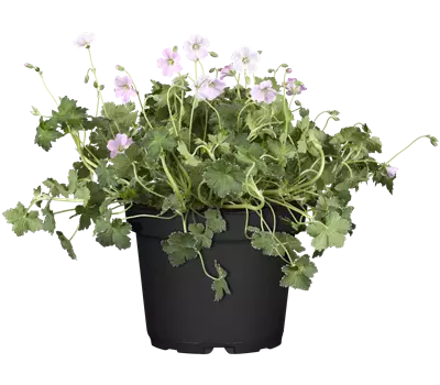 Geranium 'Dreamland'
