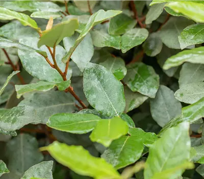 Elaeagnus ebbingei (x) 'Compacta'