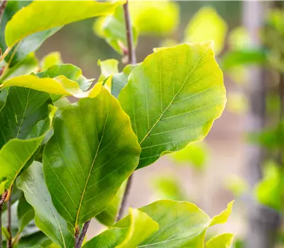 Fagus sylvatica 'Dawyck Gold'