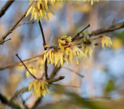 Chimonanthus praecox