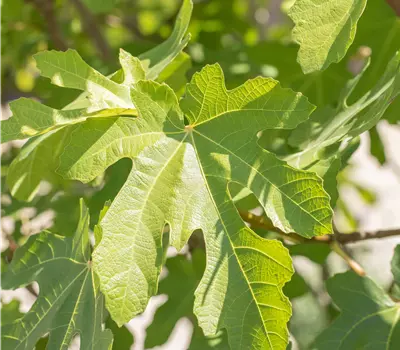 Ficus carica 'Osborn Prolific'