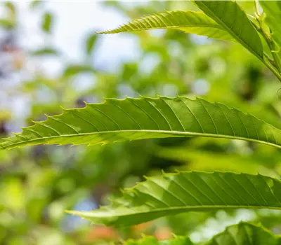 Castanea sativa 'Lyon'
