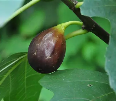 Ficus carica 'Ronde de Bordeaux'