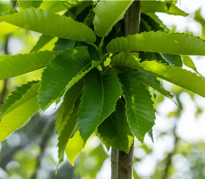 Castanea sativa 'Marigoule'
