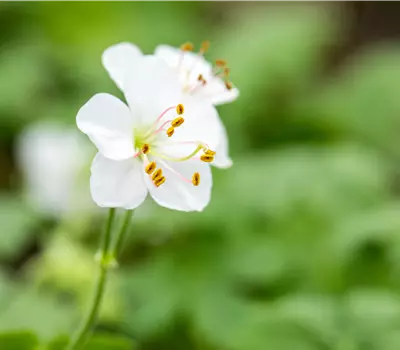 Geranium cantabrigiense (x) 'Biokovo'