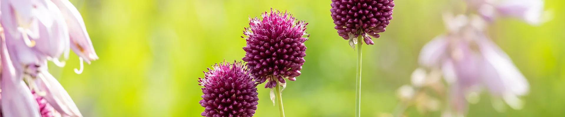 Allium sphaerocephalon