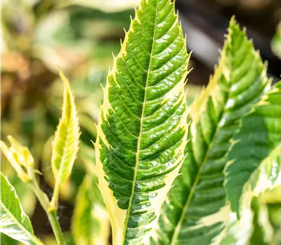 Castanea sativa 'Variegata'