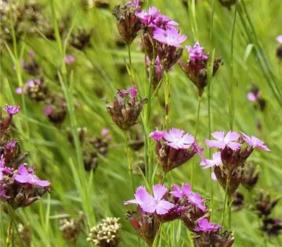 Dianthus carthusianorum