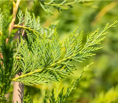 Cupressocyparis (x) leylandii