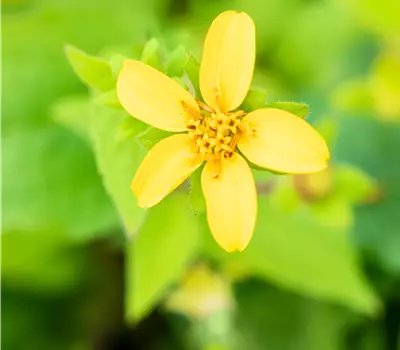 Chrysogonum virginianum
