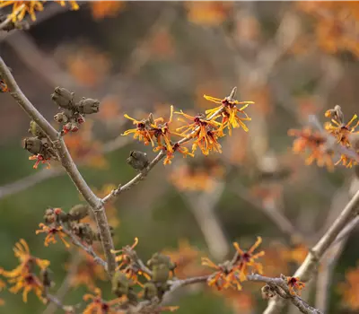 Hamamelis intermedia (x) 'Aphrodite'