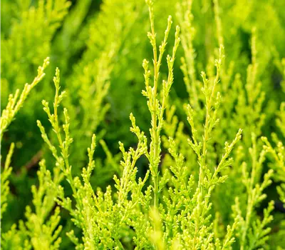 Cupressocyparis (x) leylandii 'Castlewellan Gold'