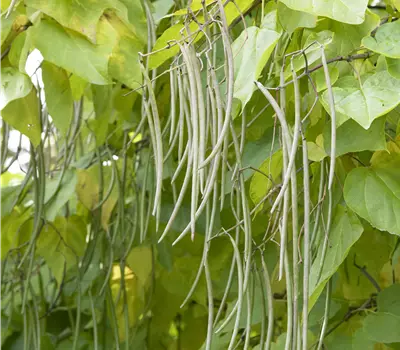 Catalpa bignonioides