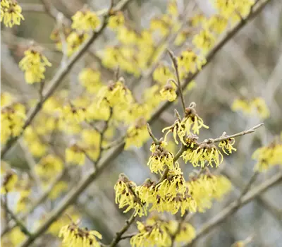 Hamamelis intermedia (x) 'Arnold Promise'