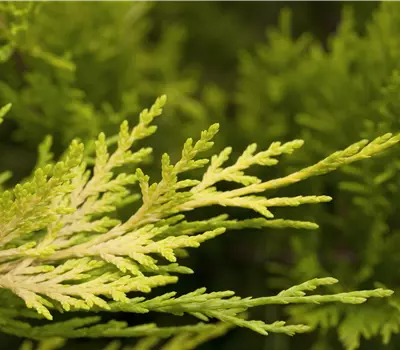 Cupressocyparis (x) leylandii 'Gold Rider'