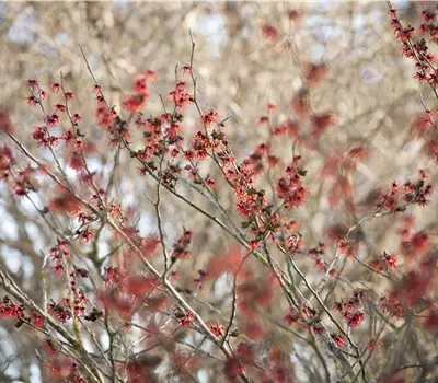 Hamamelis intermedia (x) 'Diane'