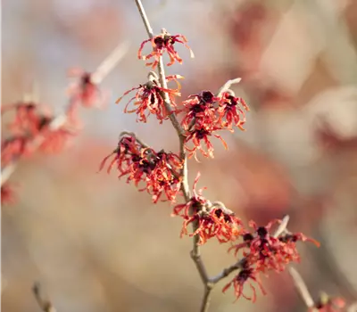 Hamamelis intermedia (x) 'Feuerzauber'