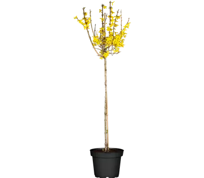 Forsythia intermedia (x) 'Lynwood'