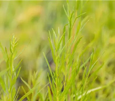 Artemisia dracunculus