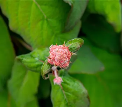 Hydrangea aspera 'Macrophylla'