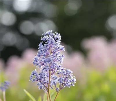 Ceanothus delilianus (x) 'Gloire de Versailles'