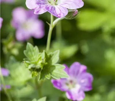 Geranium endressii