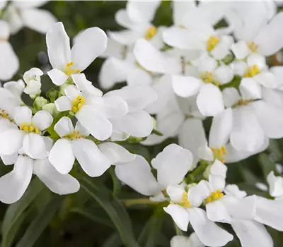 Iberis sempervirens 'Schneeflocke'