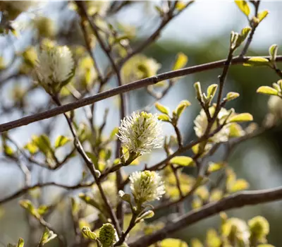 Fothergilla gardenii
