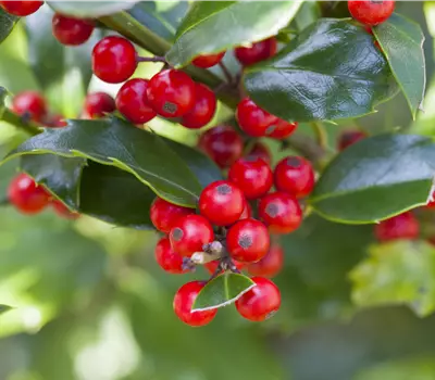 Ilex aquifolium 'Alaska'