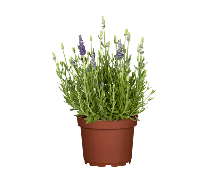 Lavandula angustifolia 'Dwarf Blue'