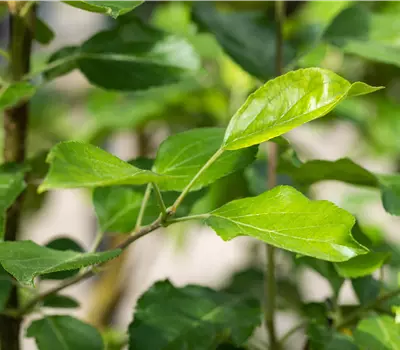 Malus (Apfel) 'Ariwa'