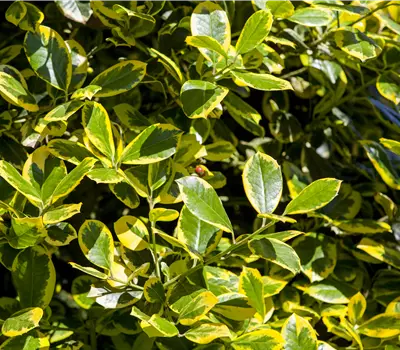 Ilex aquifolium 'Golden van Tol'