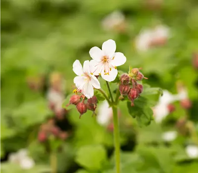 Geranium macrorrhizum 'Spessart'