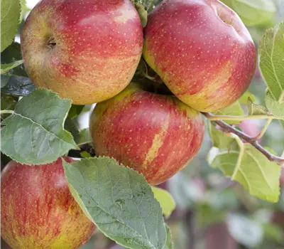 Malus (Apfel) 'Boskoop'
