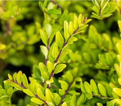 Lonicera pileata