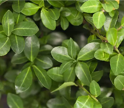 Ilex crenata