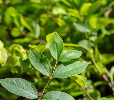 Lonicera purpusii (x)