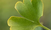 Ginkgobaum
