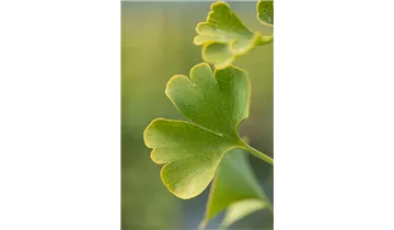 Ginkgobaum