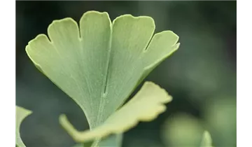Ginkgobaum