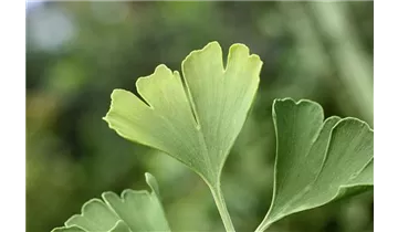 Ginkgobaum