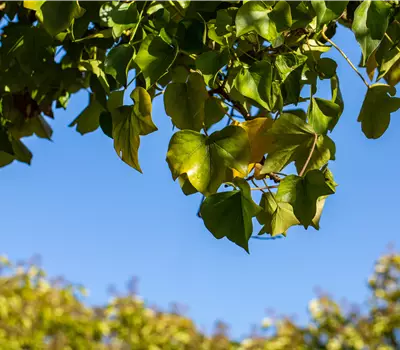Hedera helix 'Arborescens'